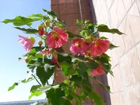 SAM_0787.webp