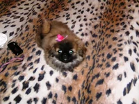  00049.webp