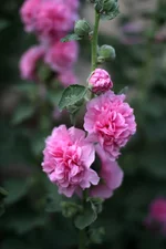 IMG_1212 (1)---.webp