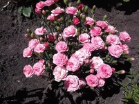 befc9f.webp
