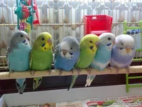 .webp