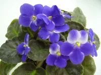 valeska blu.webp