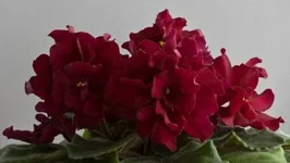  быков.webp