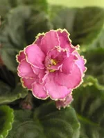 .webp