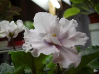  Карпович.webp
