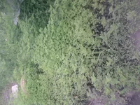 .webp
