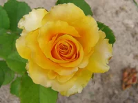 P1011335.webp