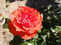 P1011339.webp