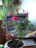  001.webp