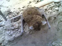 04032010.webp