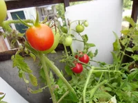 SAM_0830.webp