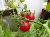 SAM_0831.webp