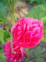 24.07.11 019.webp