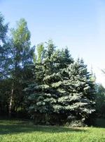 hhceh6.webp