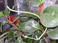 4jgdcd.webp