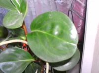 jhgf5j.webp