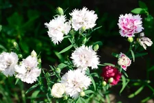 DSC_5134.webp