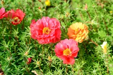 DSC_5136.webp