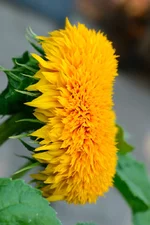 DSC_5376.webp