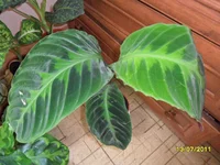 SAM_0756.webp