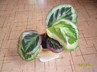 SAM_0757.webp