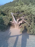 077.webp
