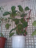 000.webp