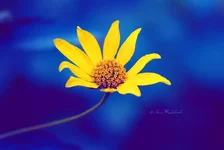 flower5_by_Krihitko.webp
