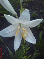 DSC03006.webp