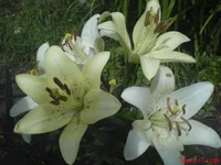 DSC03032.webp