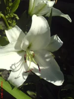 DSC03072.webp