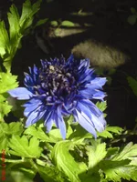 DSC03075.webp