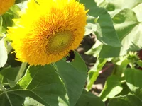 .webp