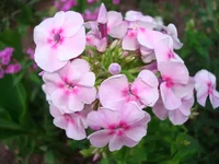 24.07.11 023.webp