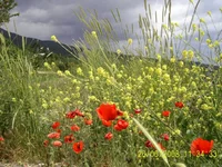 PIC_0259.webp