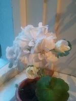 0677.webp