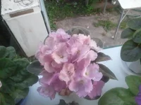 0668.webp