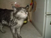 PA080010.webp