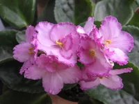 Okie Easter Bunny_1224.webp