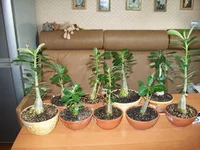 100_2876.webp