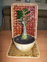 110720_17m.webp
