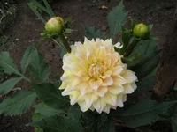 P7312460.webp