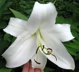 white.webp