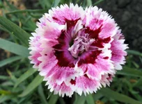 new_gvozdika.webp