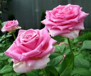 pink_july.webp