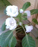 006.webp