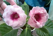020.webp