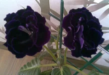 001.webp