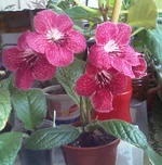 002.webp