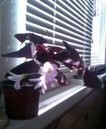 008.webp